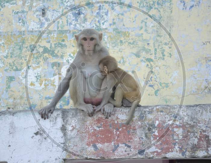 The baby monkey is having his mother's milk.