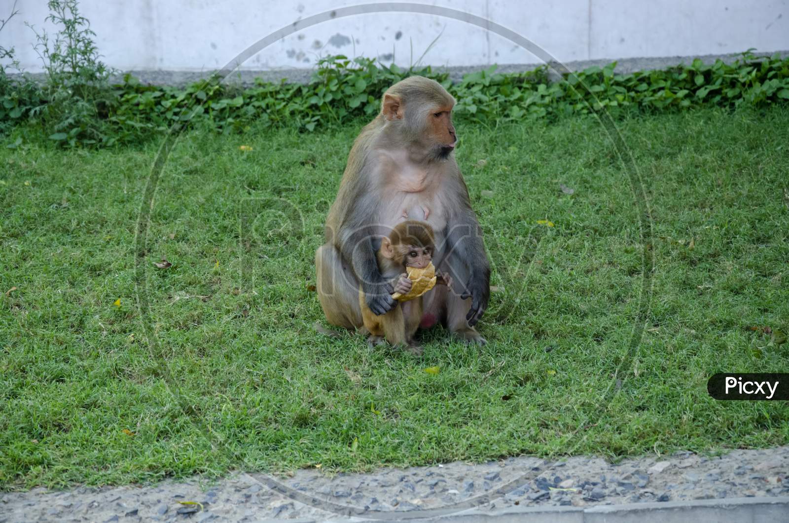 Mother monkey is feeding food to her baby.