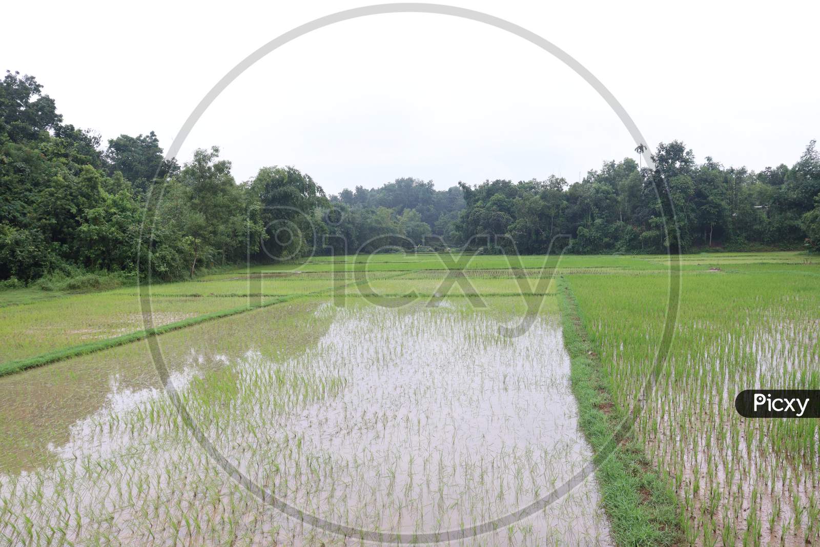 Green Colored Paddy Firm On Field