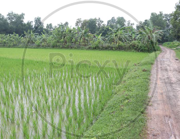 Green Colored Paddy Firm On Field