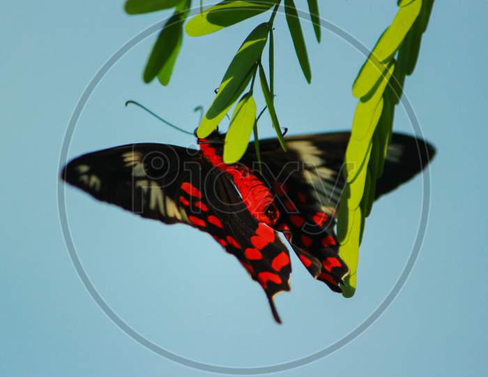 Front view of a beautiful Black and Red color Butterfly eating from  green leaves of a tree in a jungle of Bangladesh.