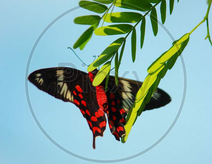 Front view of a beautiful Black and Red color Butterfly eating from  green leaves of a tree in a jungle of Bangladesh.