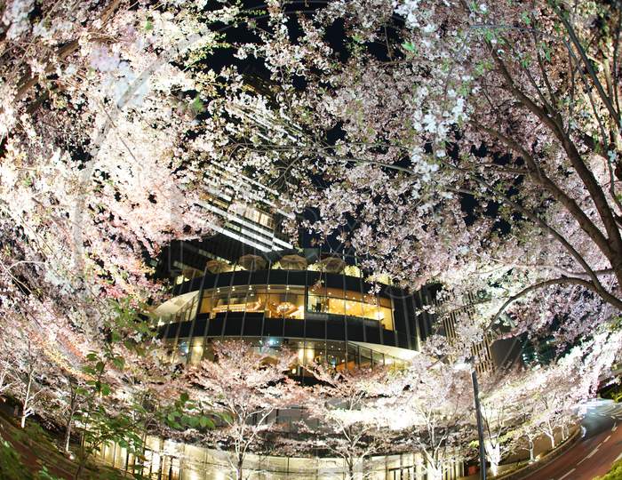Cherry Blossoms And Tokyo Midtown