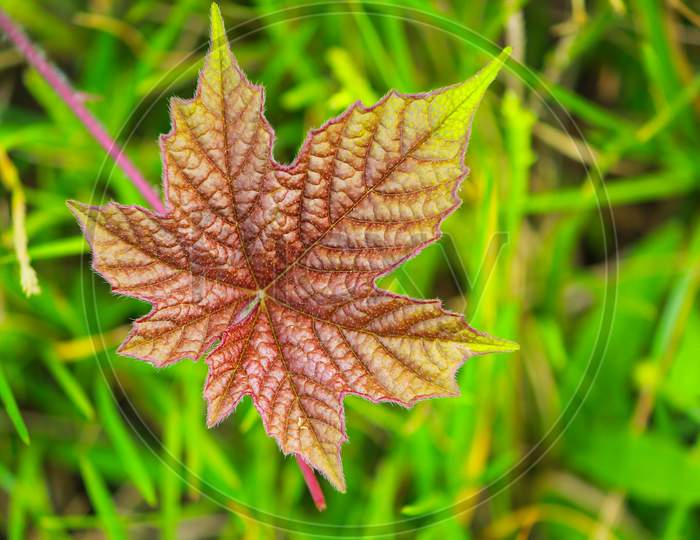 A jungle leaf look like Maple leaf in mountainous region in Sajek, Bangladesh
