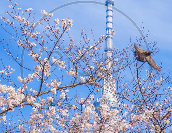 Sky Tree And Cherry Blossoms And Pigeons