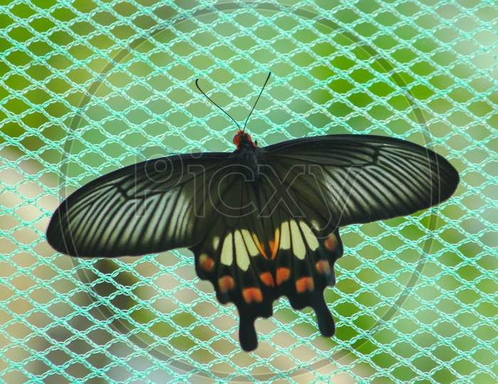 Black Hairstreak Butterflies stretched their wings and hanging   on net in the park of Bangladesh