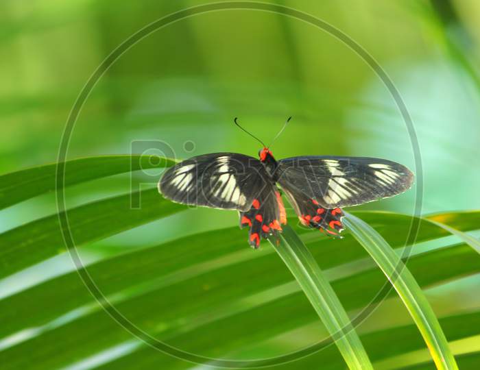 Red and Black color Butterfly sitting on coconut tree leaves in village of Bangladesh