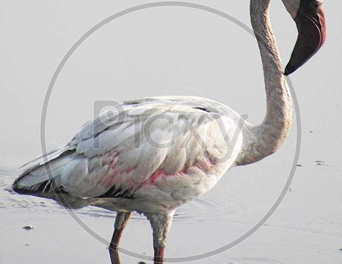 Lesser flamingo- male