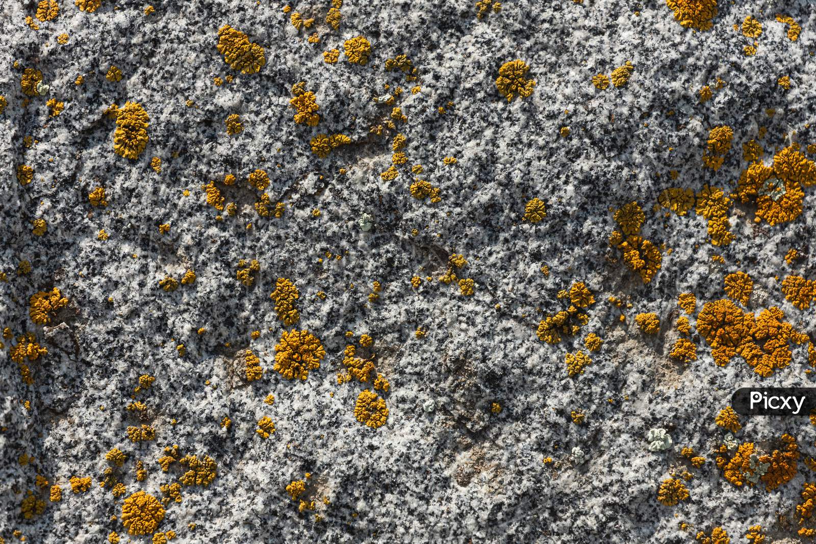 Close-Up Of Gray Stones Of Mountain Rocks Covered With Moss. Mountains Covered With A Pattern Of Chips, Cracks, Vegetation And Moss