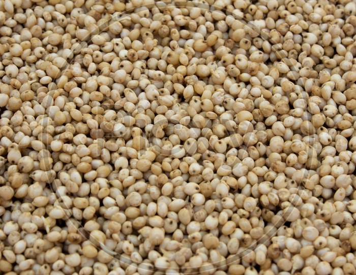 View Of Proso Millet (Also Known As Common Millet) Which Is A Food Rich In Protein