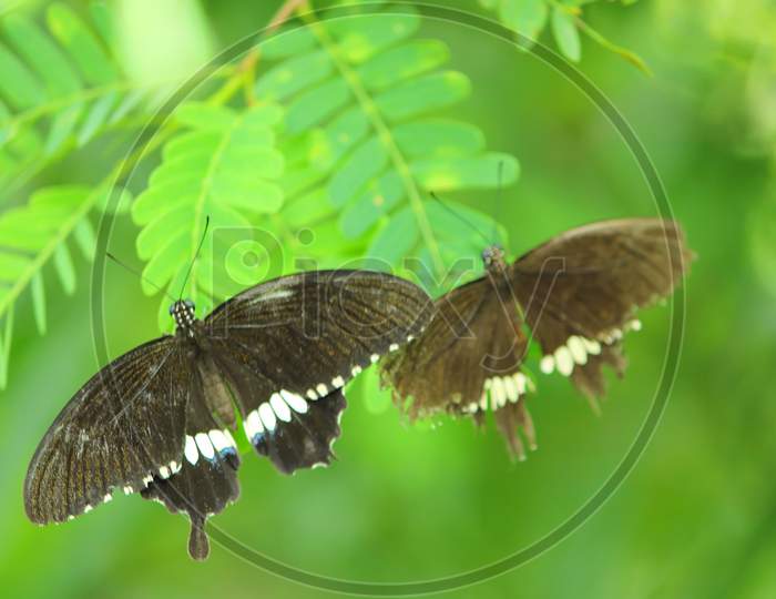 Couple of Black Hairstreak Butterflies stretched their wings and eating from green leaves in jungle of Bangladesh