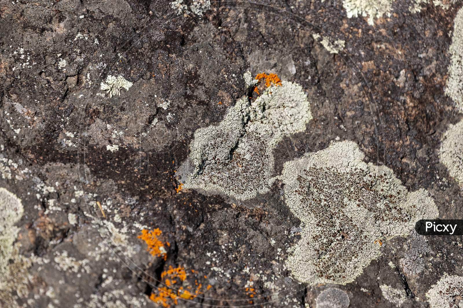 Close-Up Of Gray Stones Of Mountain Rocks Covered With Moss. Mountains Covered With A Pattern Of Chips, Cracks, Vegetation And Moss