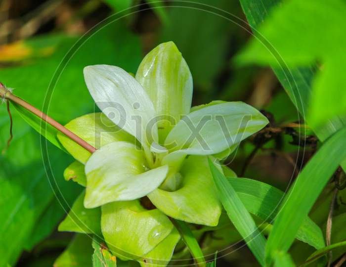 Beautiful White and green leaves blooming from a jungle plant in sajek, Bangladesh
