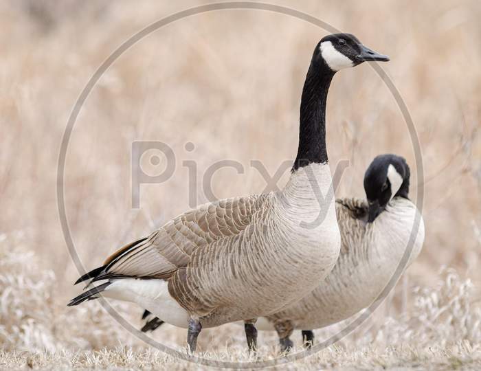 A Pair Canada wild Geese, Branta canadensis, resting in upland habitat in spring