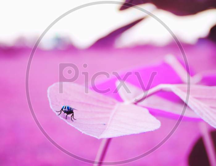 Asian Fly Insect Sitting Upon Pink Leaf, Nature Background With Text Space, Indian Creature Lifestyle.