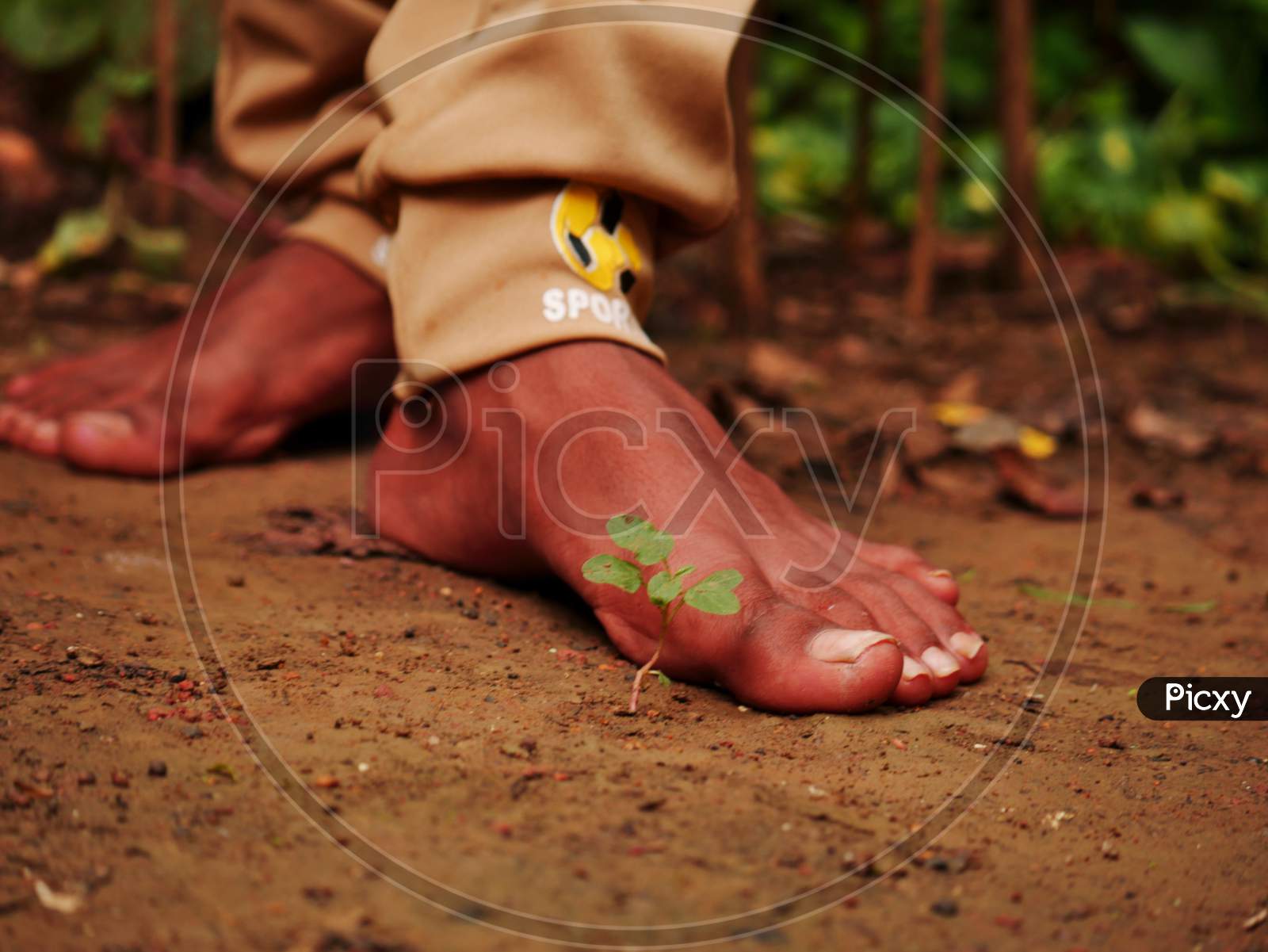 Image of Indian Boy Feet Closeup Image At Soil Field Around Small Green  Plant Near The Foot.-DE314081-Picxy