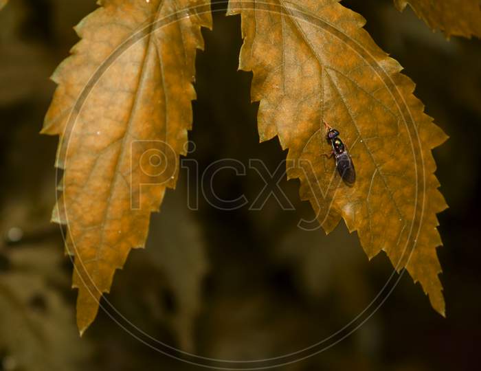 Fly Insect Presented Upon Designer Yellowish Leaf Image, Nature Commercial Background Presenting Creature Lifestyle Concept.
