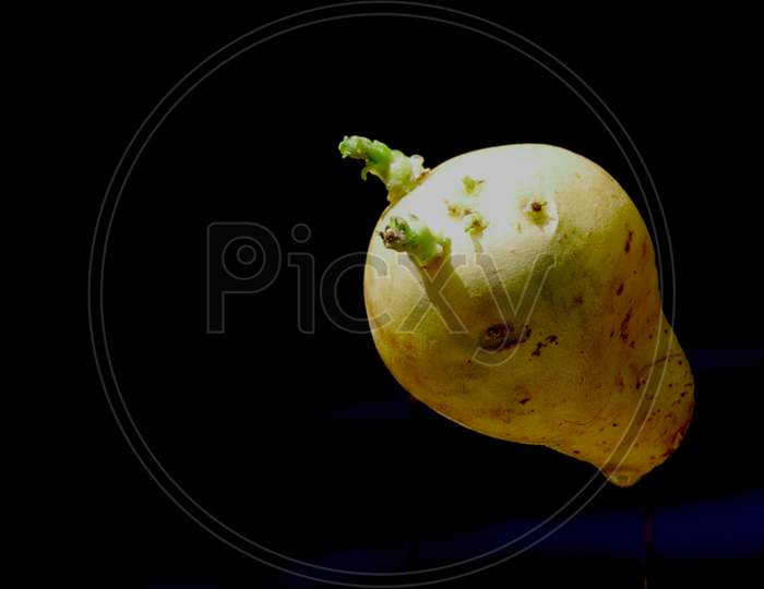 Growing Potato On Air Isolated At Black Backdrop, Organic Commercial Food Image.