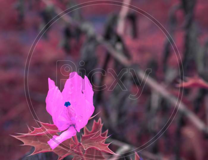 Thorn Flower Pinkish Color Presented On Side Frame View, Nature Vegetable Commercial Background With Text Space.