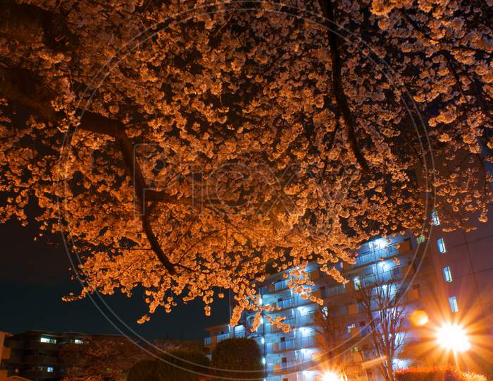 Image Of Going To See Cherry Blossoms At Night