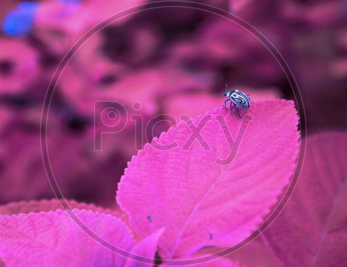 Asian Beetle Sitting Upon Pink Leaf, Nature Background With Text Space, Indian Insect Lifestyle.