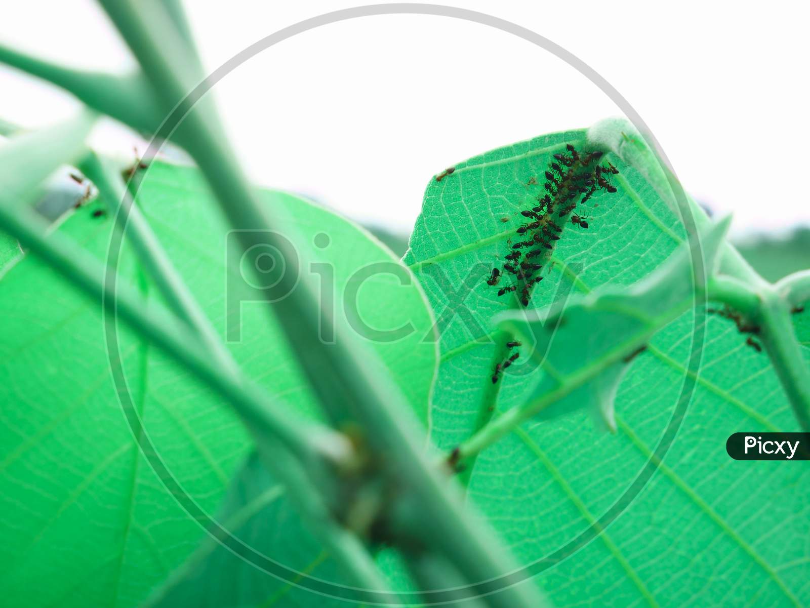 Group Of Ant Image On Leaf Top Corner Frame Shot, Nature Background With Text Space, Indian Insect Presentation.