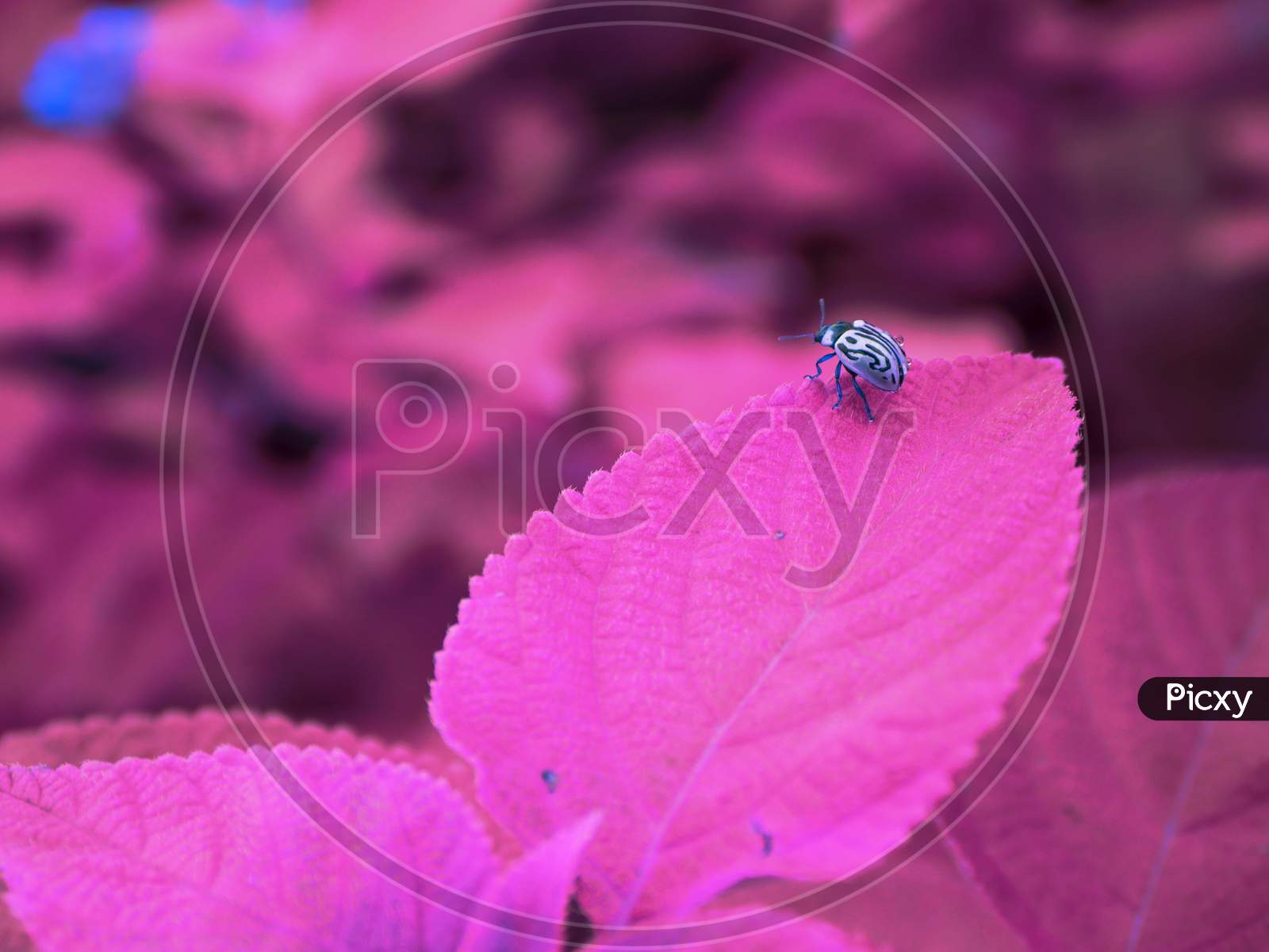 Asian Beetle Sitting Upon Pink Leaf, Nature Background With Text Space, Indian Insect Lifestyle.