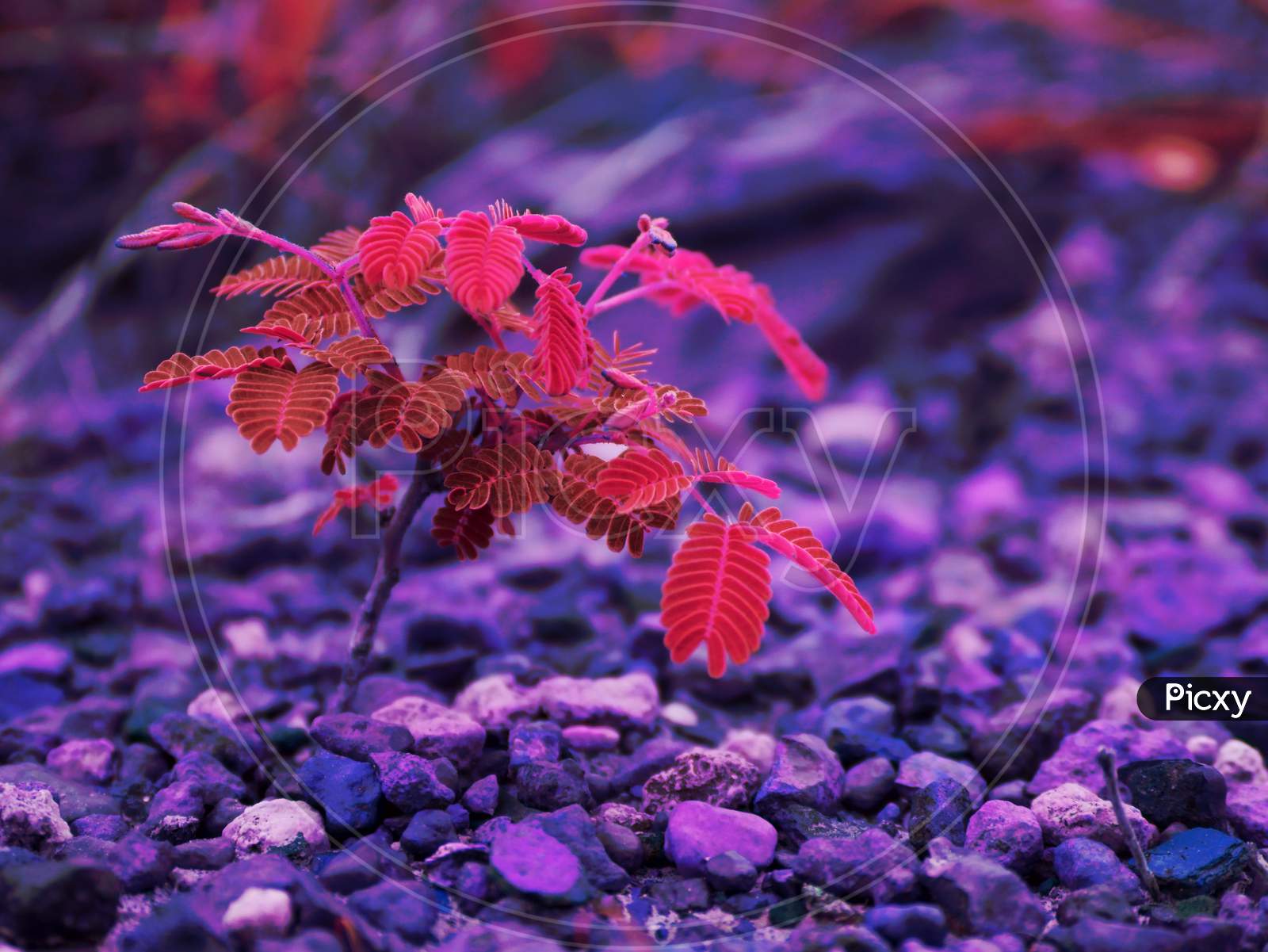 Image of small red leaves plant growing at stone field nature survival