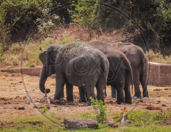 Elephant family image at Zoo