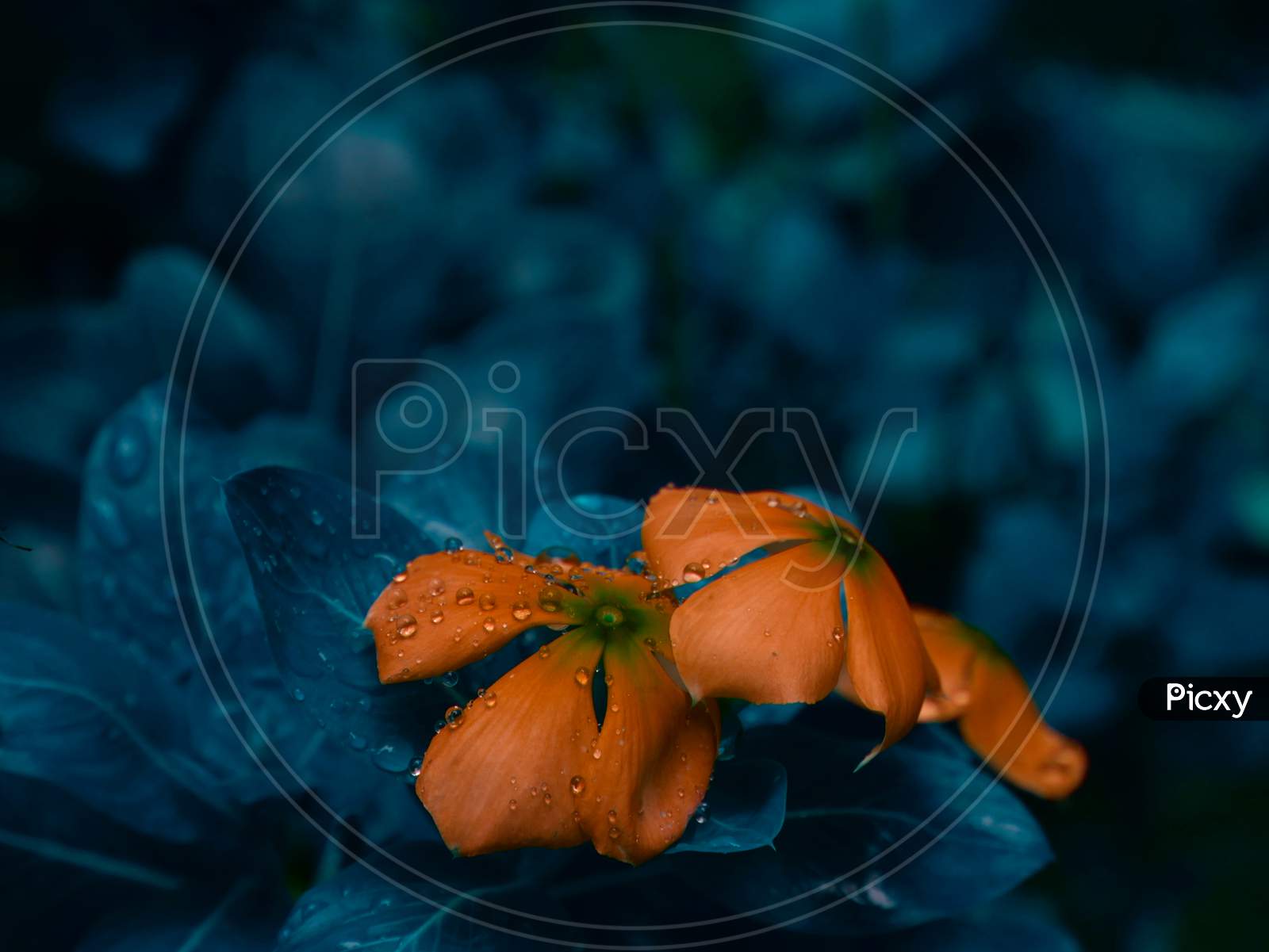 Saffron | 50 best free saffron, orange, wallpaper and background photos on  Unsplash