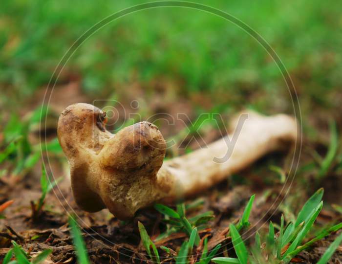 Animal Bone Lying On Grass Field, Animal Relics Background Concept. Wildlife Text Space Background.