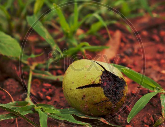 Damaged Mango Green Fruit Lying On Grass Soil Field, Nature Fruit Commercial Background.