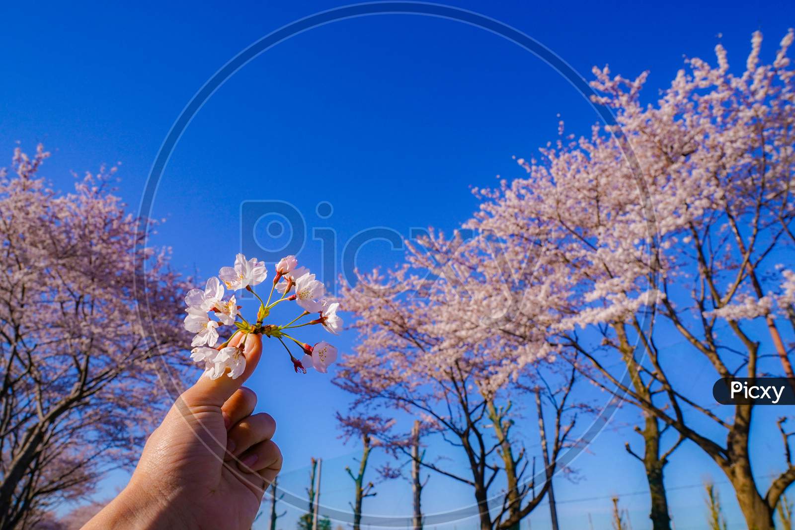 Image Of Cherry Blossoms And Blue Sky