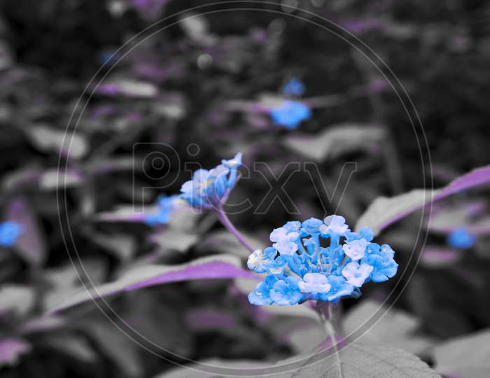 Blueish Flower Closeup On Black And White Image, Nature Beauty Commercial Background With Text Space.