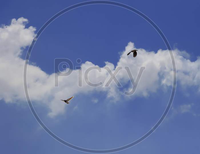 Beautiful Blue Sky And White Clouds. Two Birds Flying On Sky