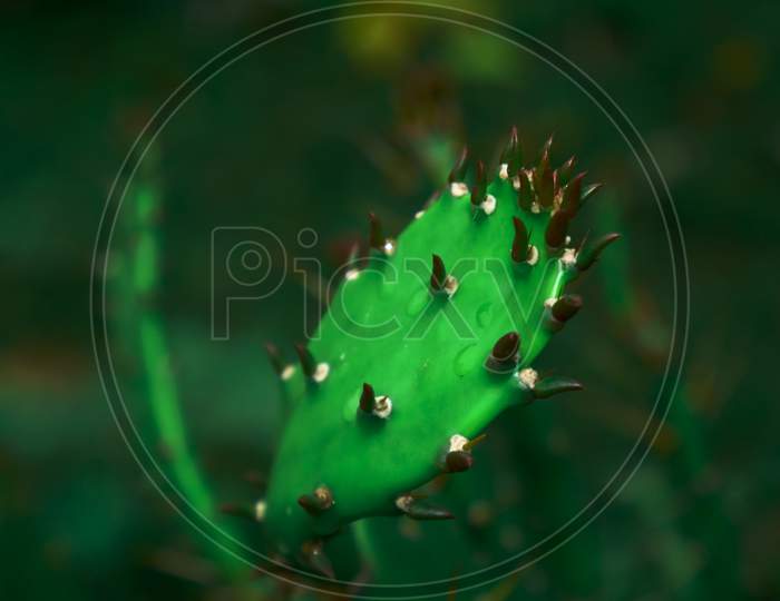 Cactus Leaf Presented With Multiple Thorns On Blur Text Space Background.
