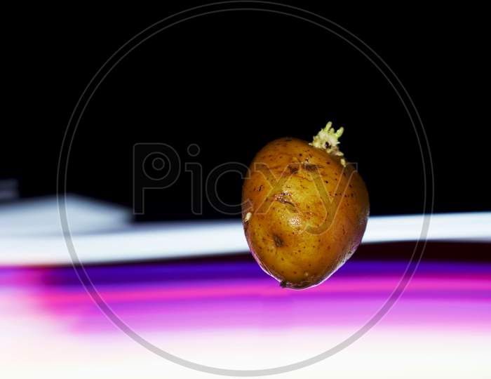Fresh Organic Growing Potato Presented On Air With Light Effect Shine Backdrop, Commercial Nature Food Presentation Image.