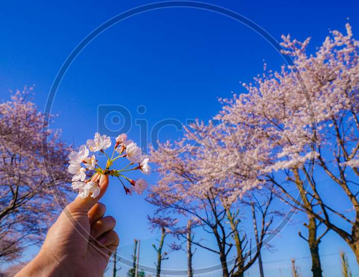 Image Of Cherry Blossoms And Blue Sky