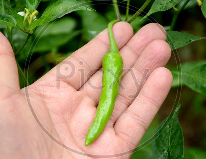 Closeup The Ripe Green Chilly With Plant And Leaves Hold Hand Over Out Of Focus Green Background.