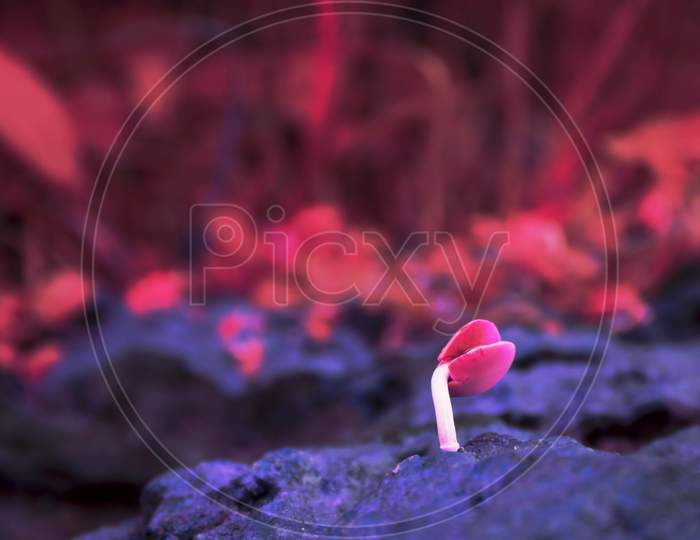 Small Pink Plant Growing On Stone Rock, Survival Nature Concept Background With Text Space.