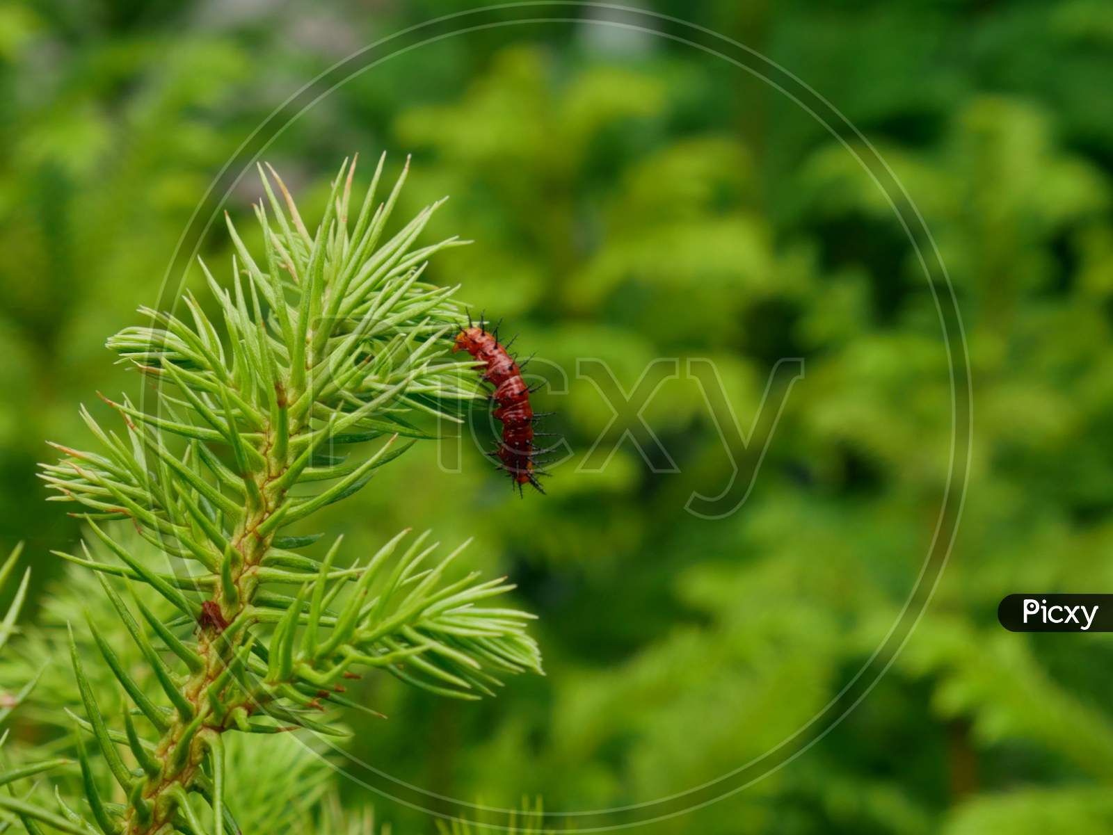 Plant Insect Hanging On Grass Nature Leaves On Blur Background.