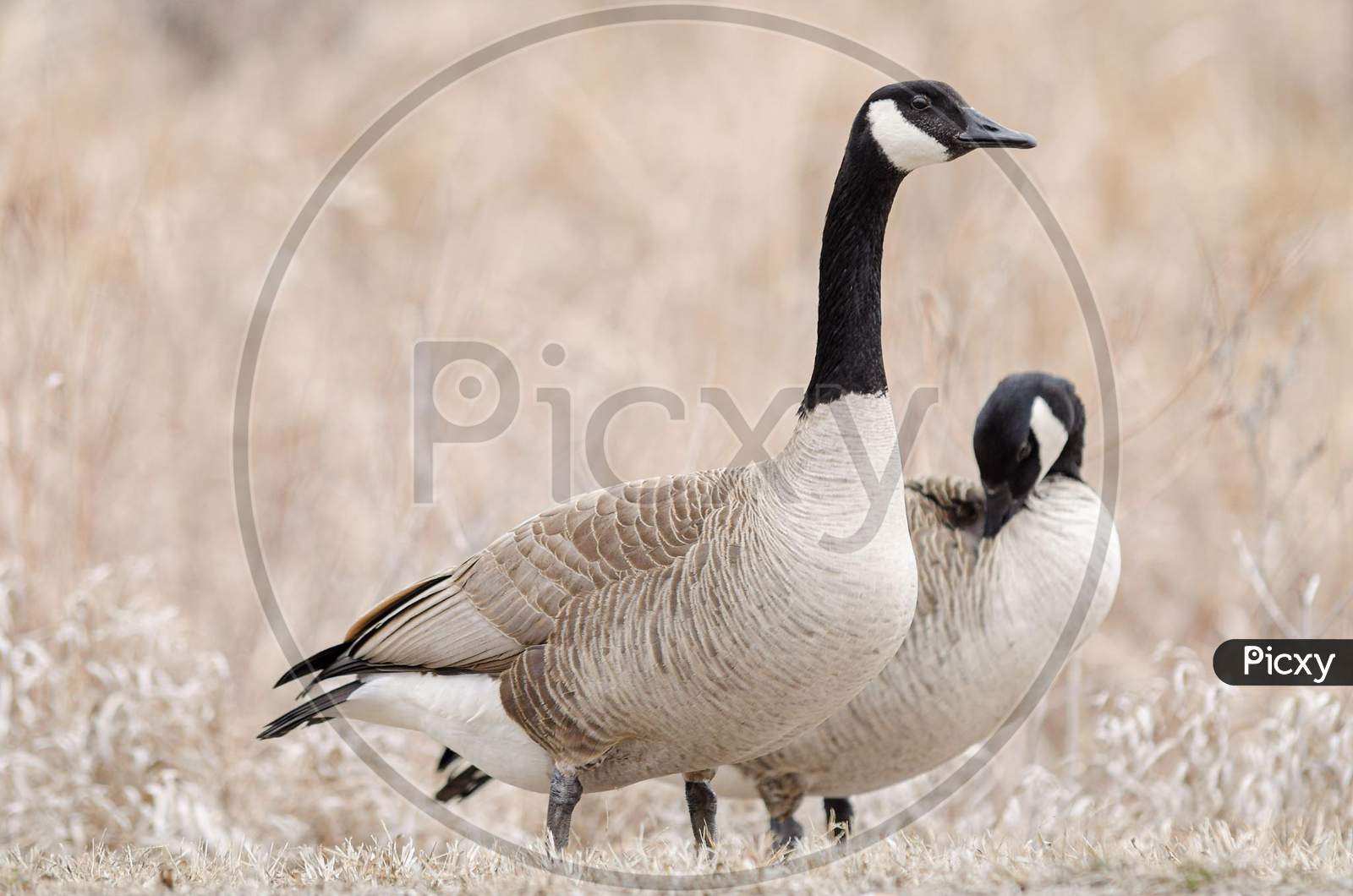 A Pair Canada wild Geese, Branta canadensis, resting in upland habitat in spring