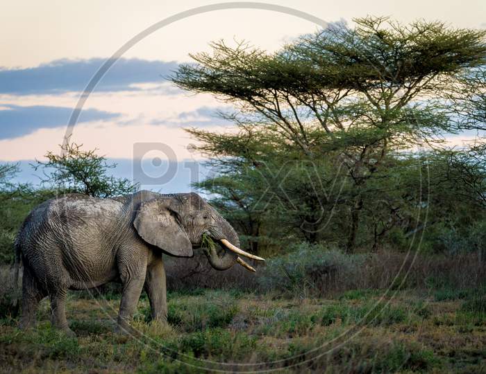Peaceful day for endangered animal, this shot taken in ngorongoro national park - Tanzania