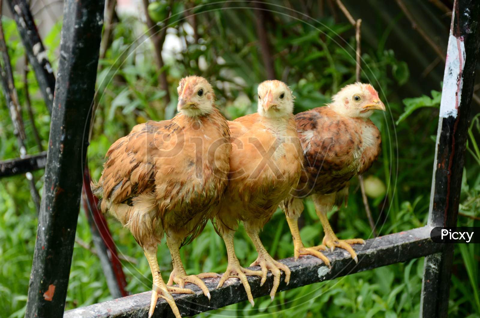 Closeup The Bunch Red Brown Hens Child Stand On The Metal Pipe Over Out Of Focus Green Brown Background.