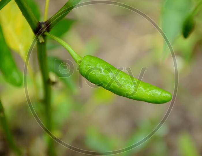Closeup The Ripe Green Chilly With Plant And Leaves Over Out Of Focus Green Brown Background.