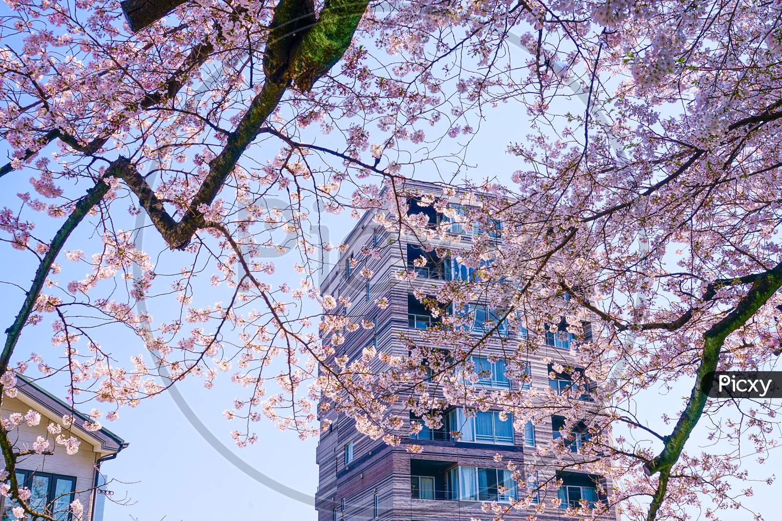 Sky Sky And Cherry Blossoms And Apartments