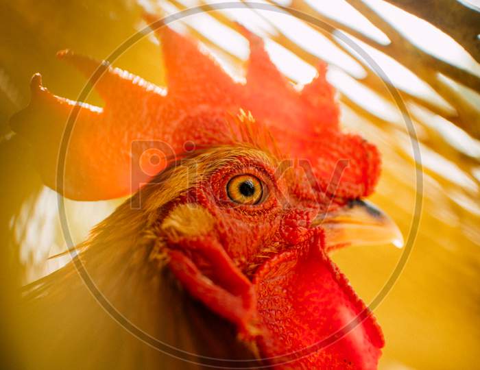 Extreme Close-up of the Head of a Rooster