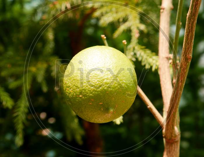 Single Green Color Lemon Hanging On Tree Around Green Leaves Natural Background.