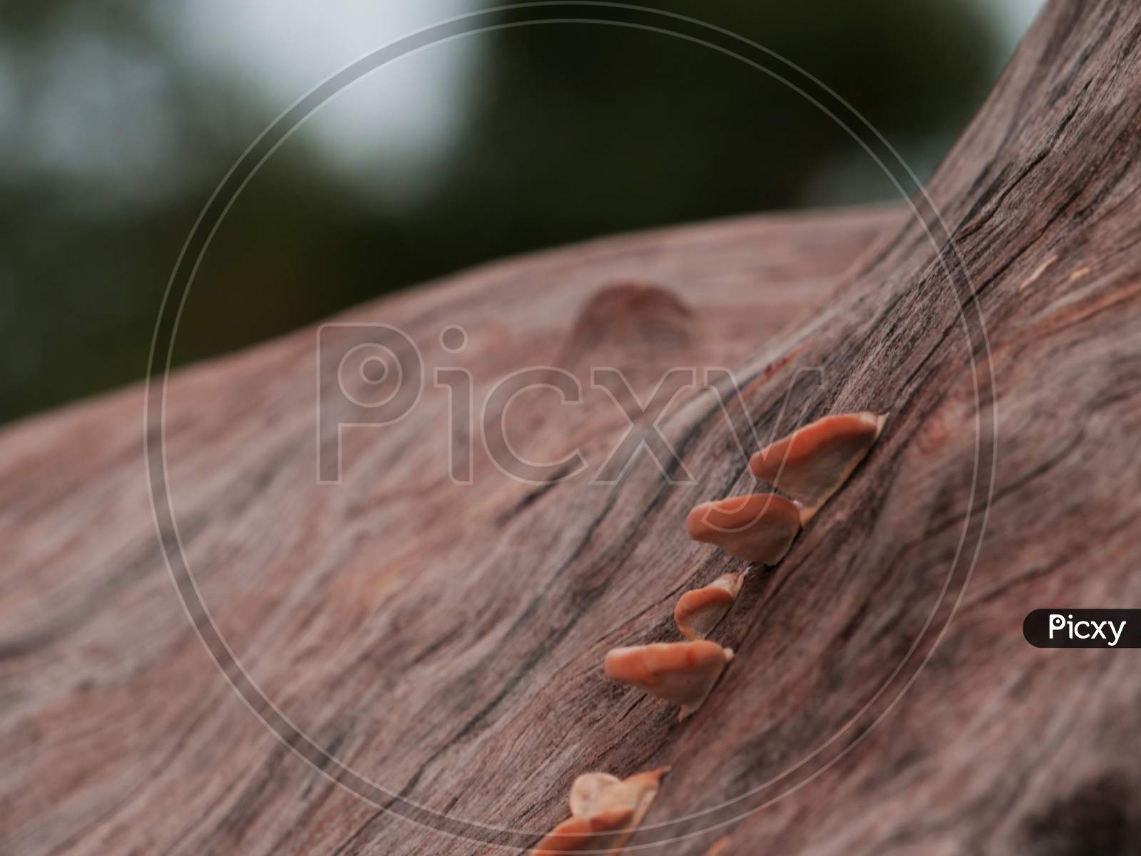 Termite Nest Presented On Tree Wood Trunk Behind Natural Environment Background.