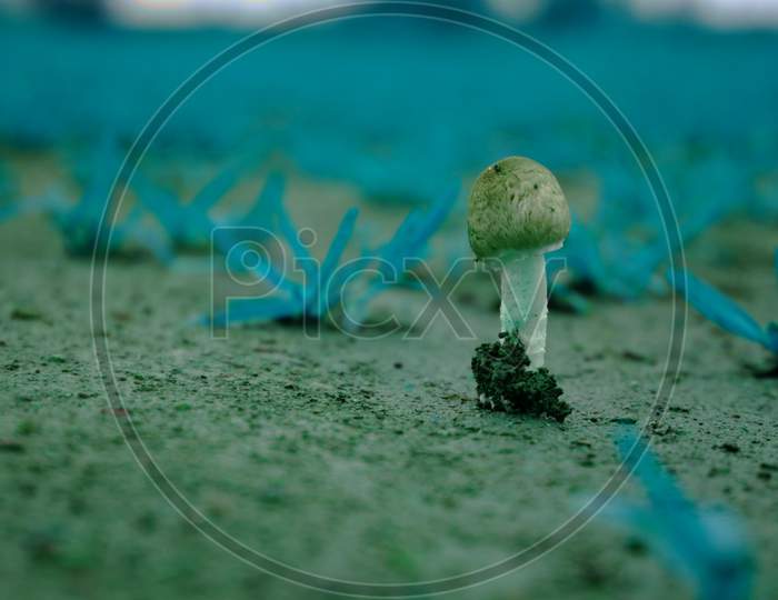 Mushroom Vegetable Growing On Soil Field, Nature Background With Text Space, Indian Weather Presentation.
